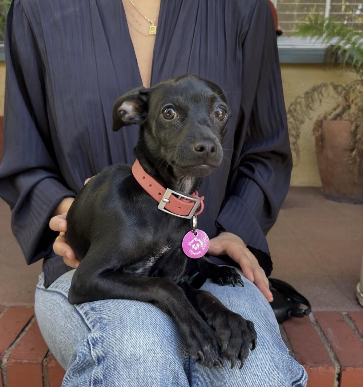 Enlarge Bobbi, a ADOPTABLE mixed breed in Pasadena, CA image 4/4