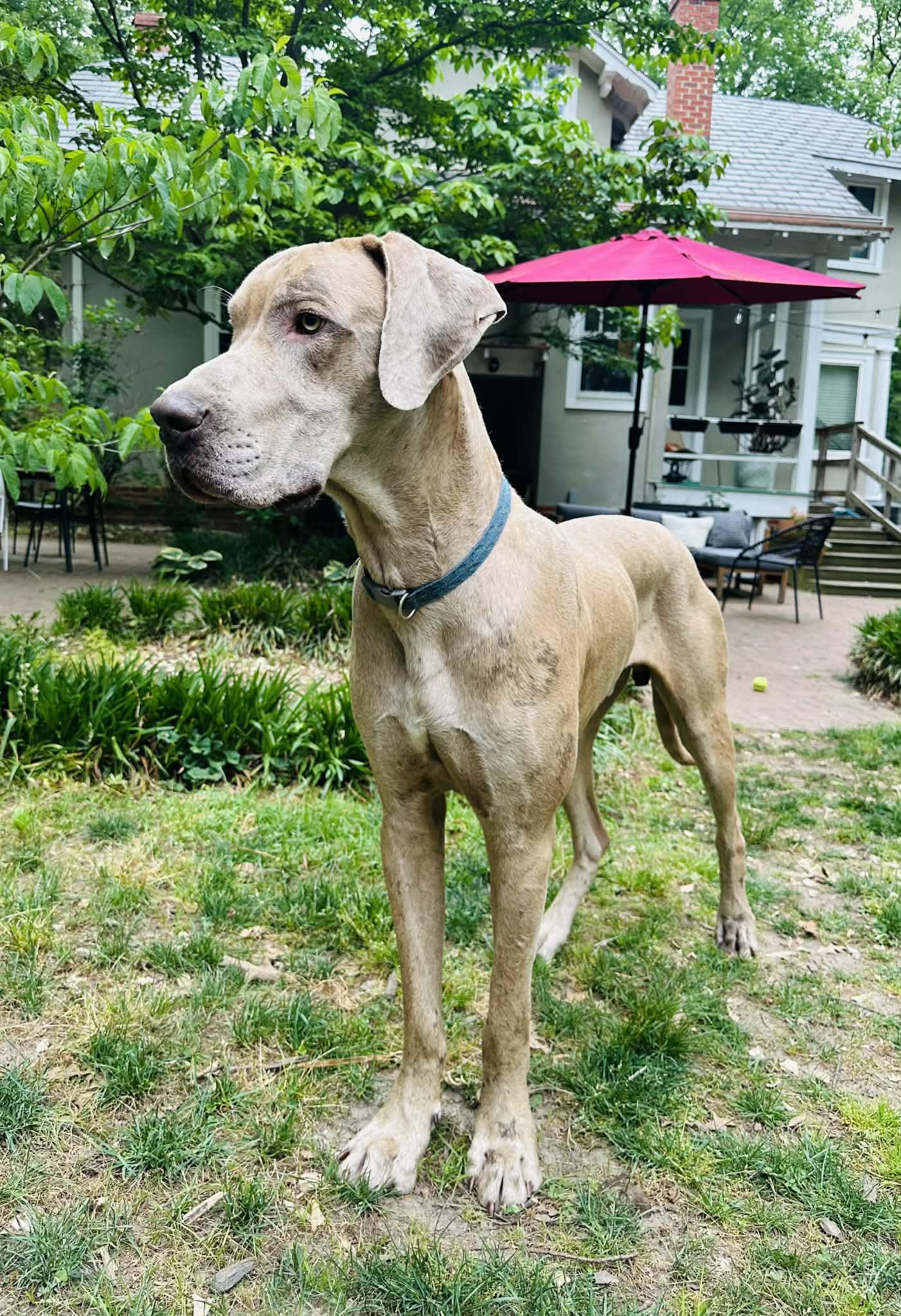 Goofy, a ADOPTABLE Great Dane in Woodbridge, VA image 2/3