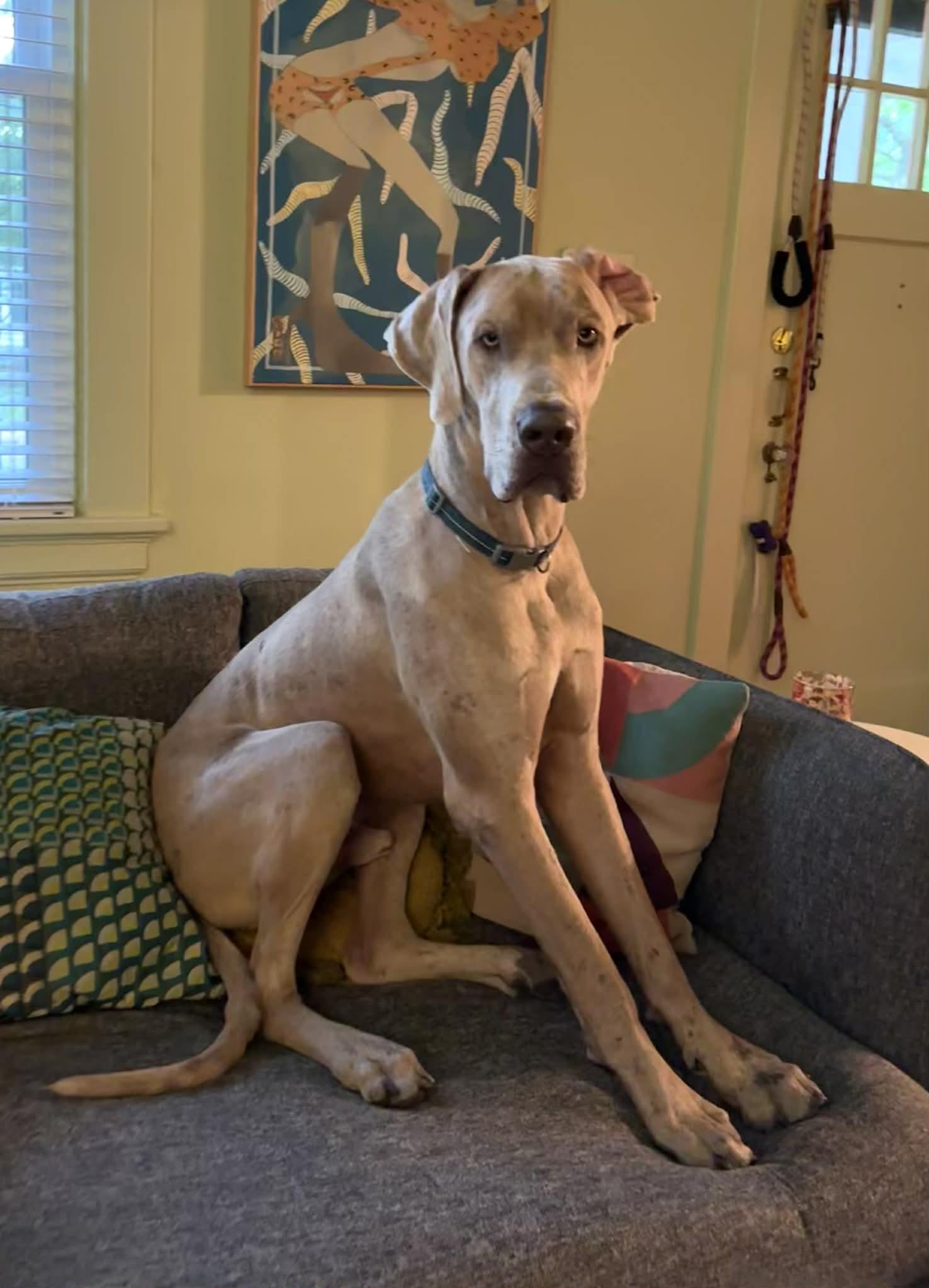 Goofy, a ADOPTABLE Great Dane in Woodbridge, VA image 3/3