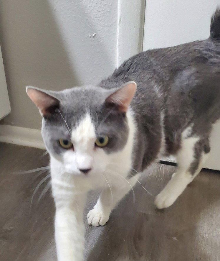 Benny Bugs, Adoptable, Adult Male Domestic Short Hair.