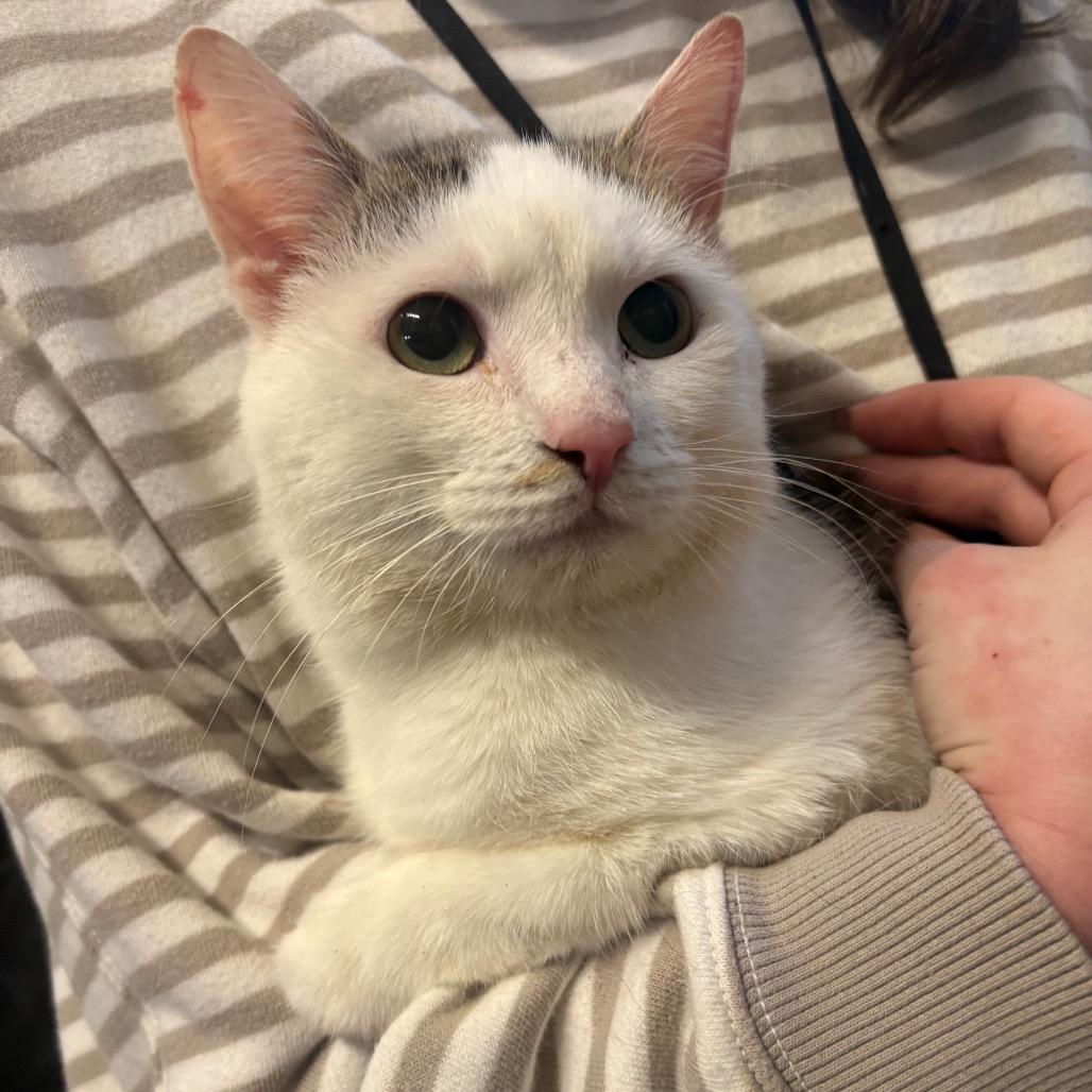 Enlarge Domino, a Adoptable Domestic Short Hair in Morganton, NC image 1/1