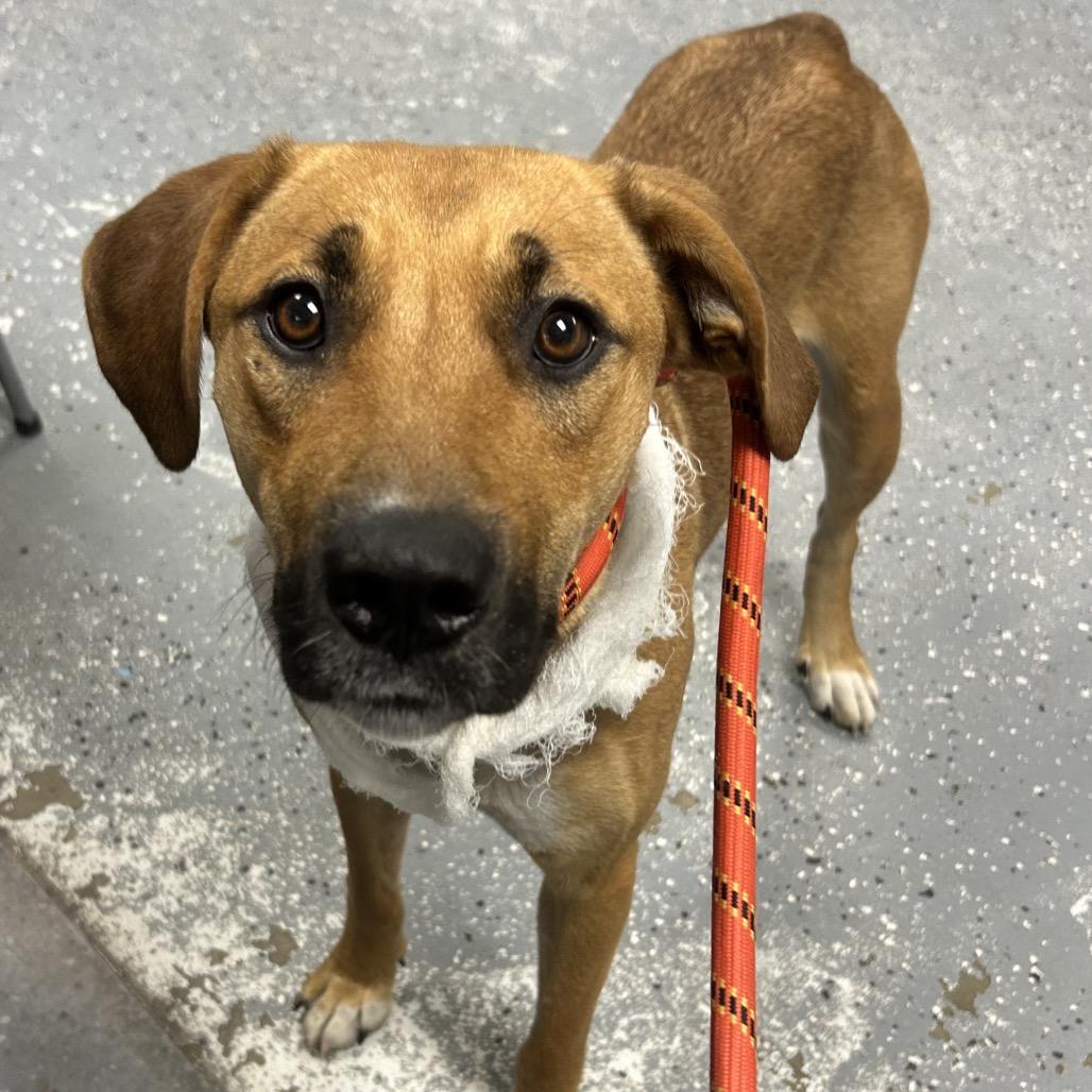 Irma, Adoptable, Young Female Hound & Mixed Breed.