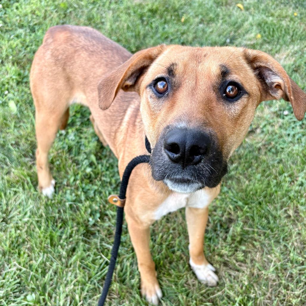 Irma, a Adoptable mixed breed in St Joseph, MO image 2/3