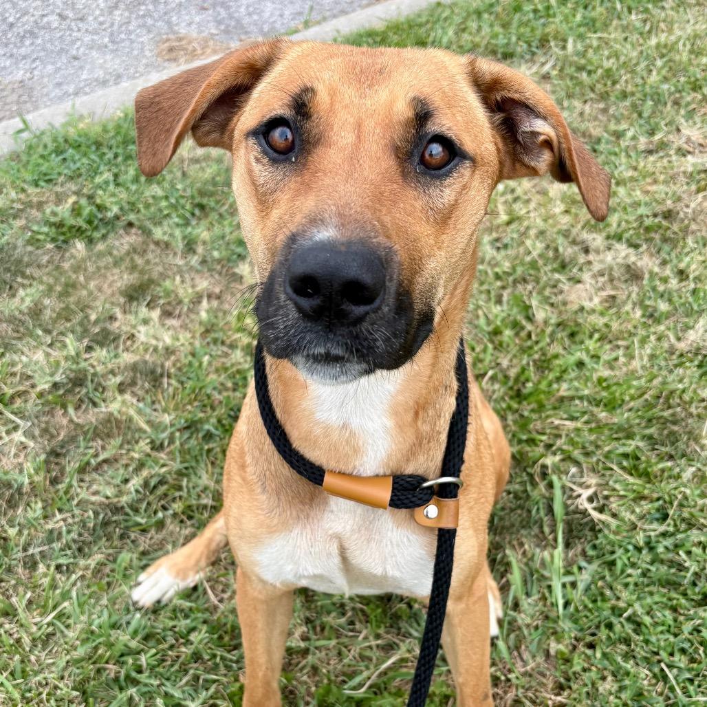 Irma, a Adoptable mixed breed in St Joseph, MO image 3/3