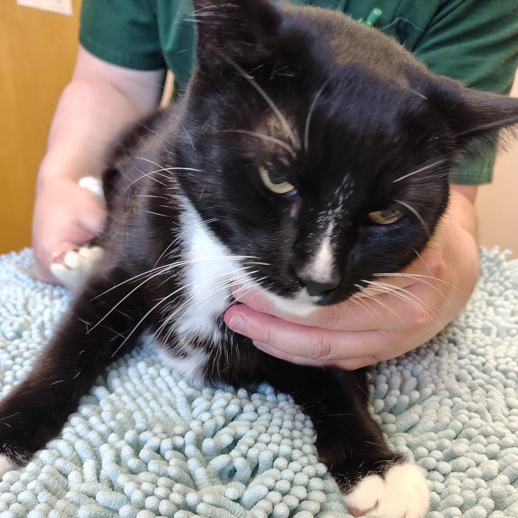 Loki, Adoptable, Senior Male Domestic Short Hair.