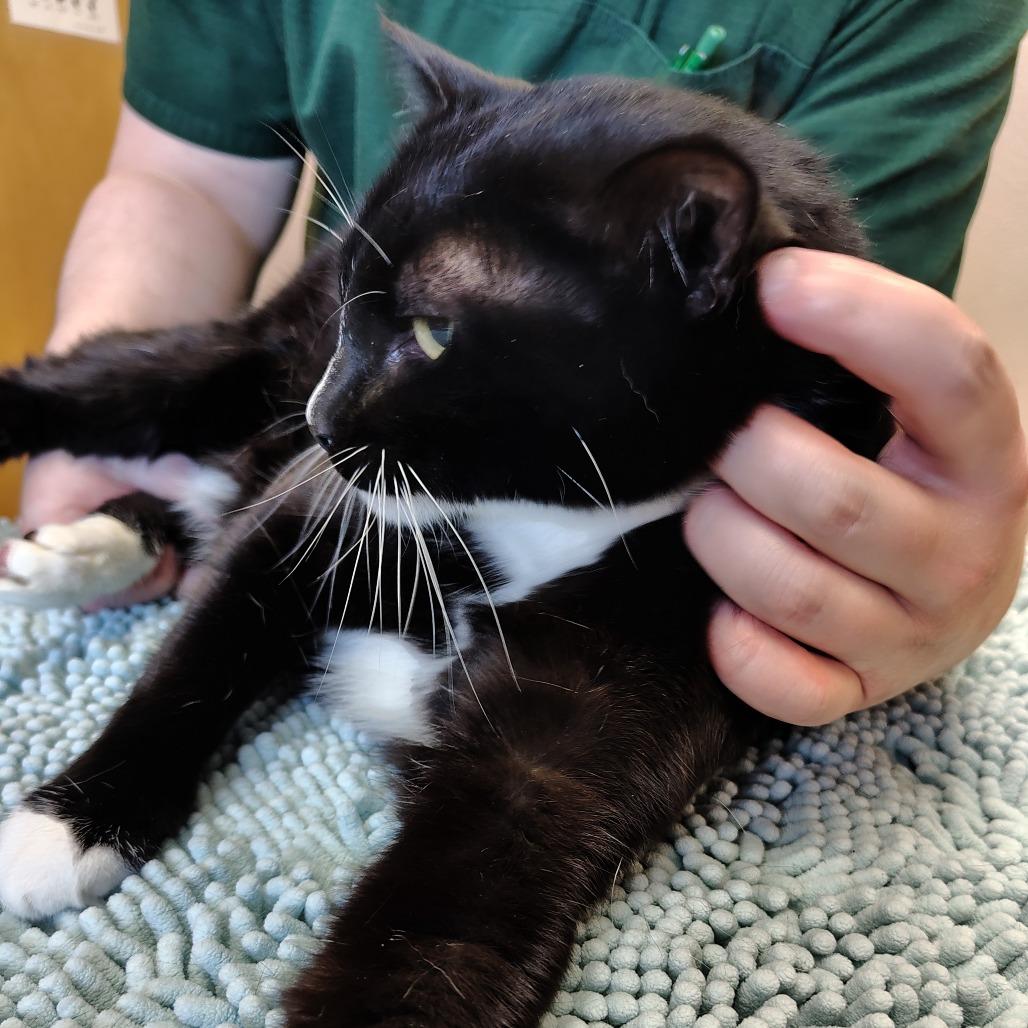 Enlarge Loki, a Adoptable Domestic Short Hair in Coos Bay, OR image 2/2