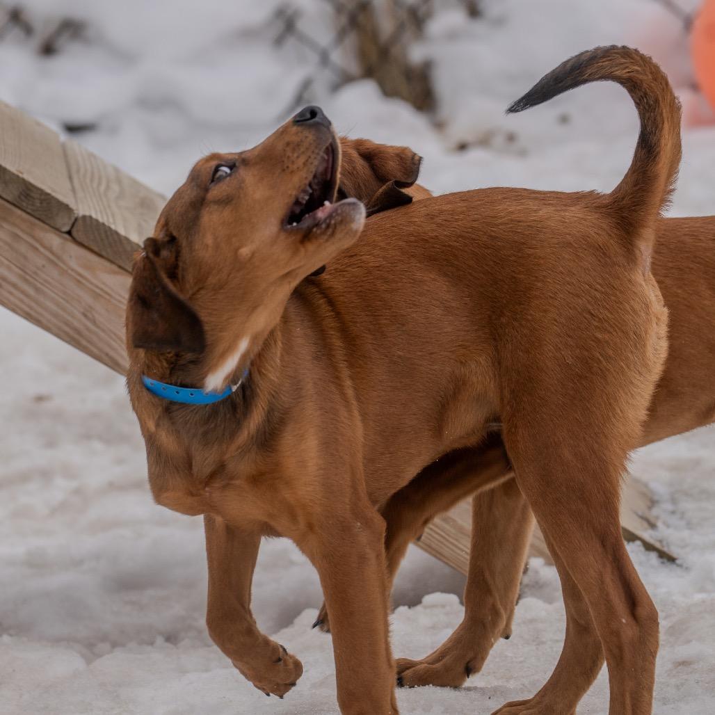 Midge, Adoptable, Puppy Male Hound.