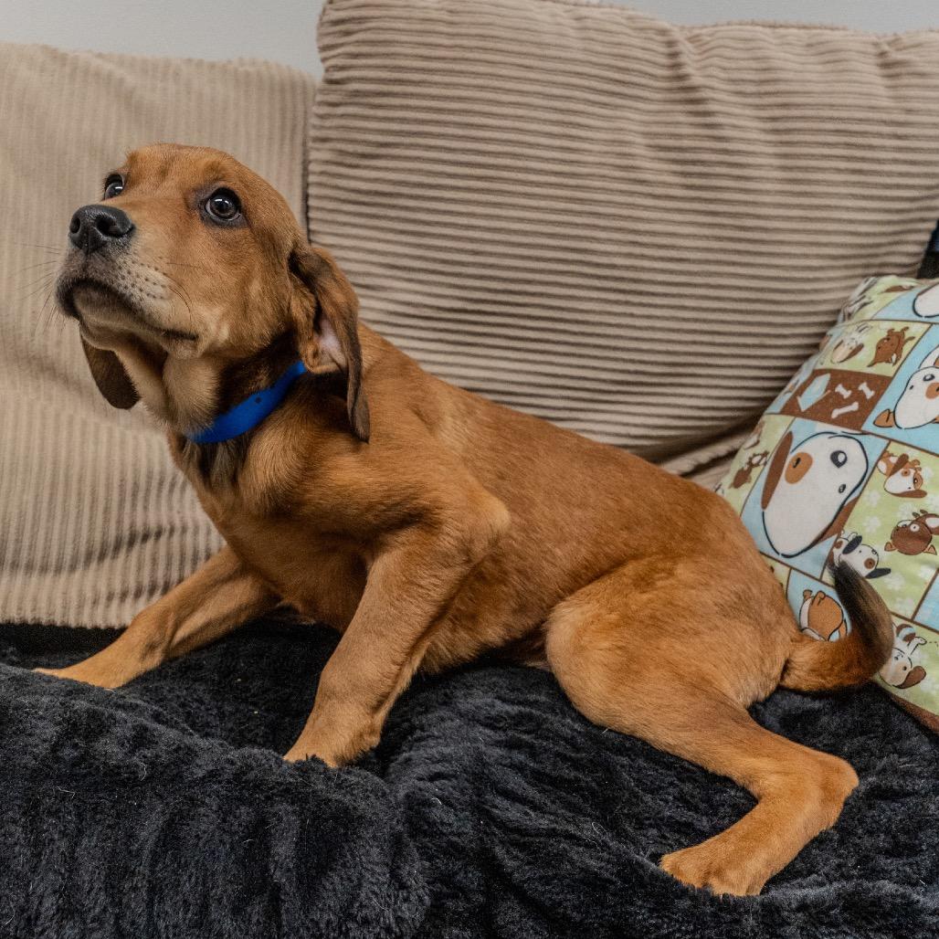 Enlarge Midge, a Adoptable mixed breed in Pawling, NY image 1/6