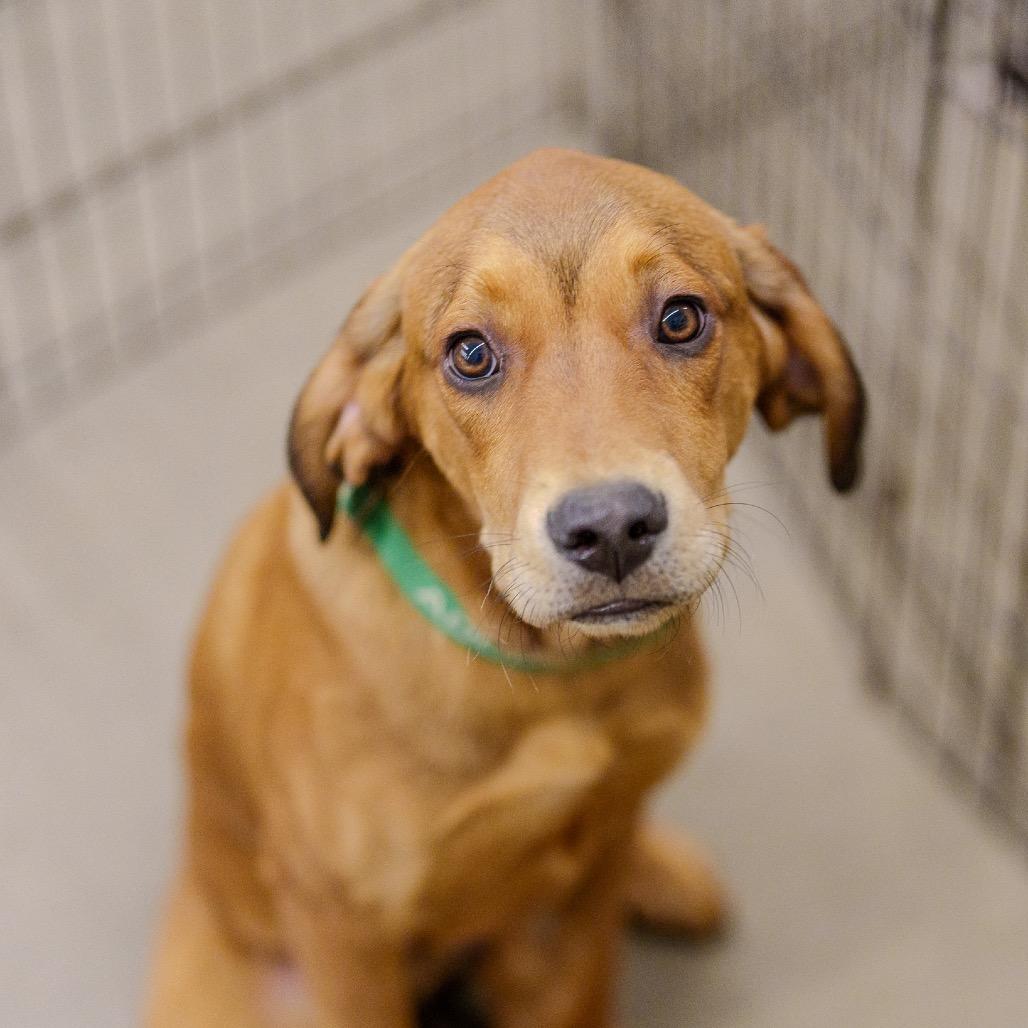 Enlarge Midge, a Adoptable mixed breed in Pawling, NY image 2/4