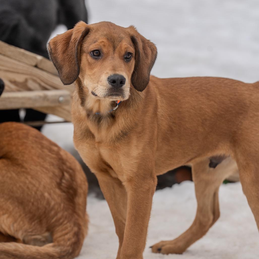 Enlarge Midge, a Adoptable mixed breed in Pawling, NY image 3/6