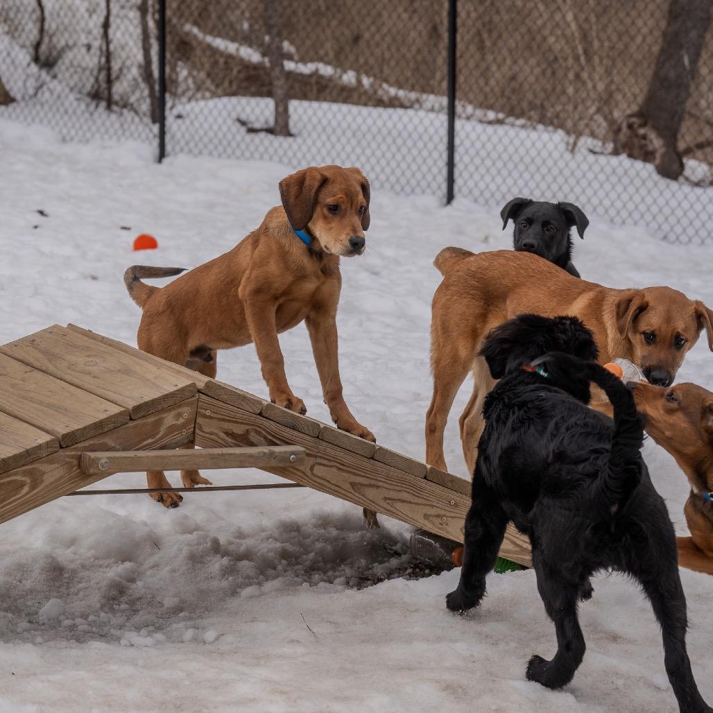 Enlarge Midge, a Adoptable mixed breed in Pawling, NY image 3/4