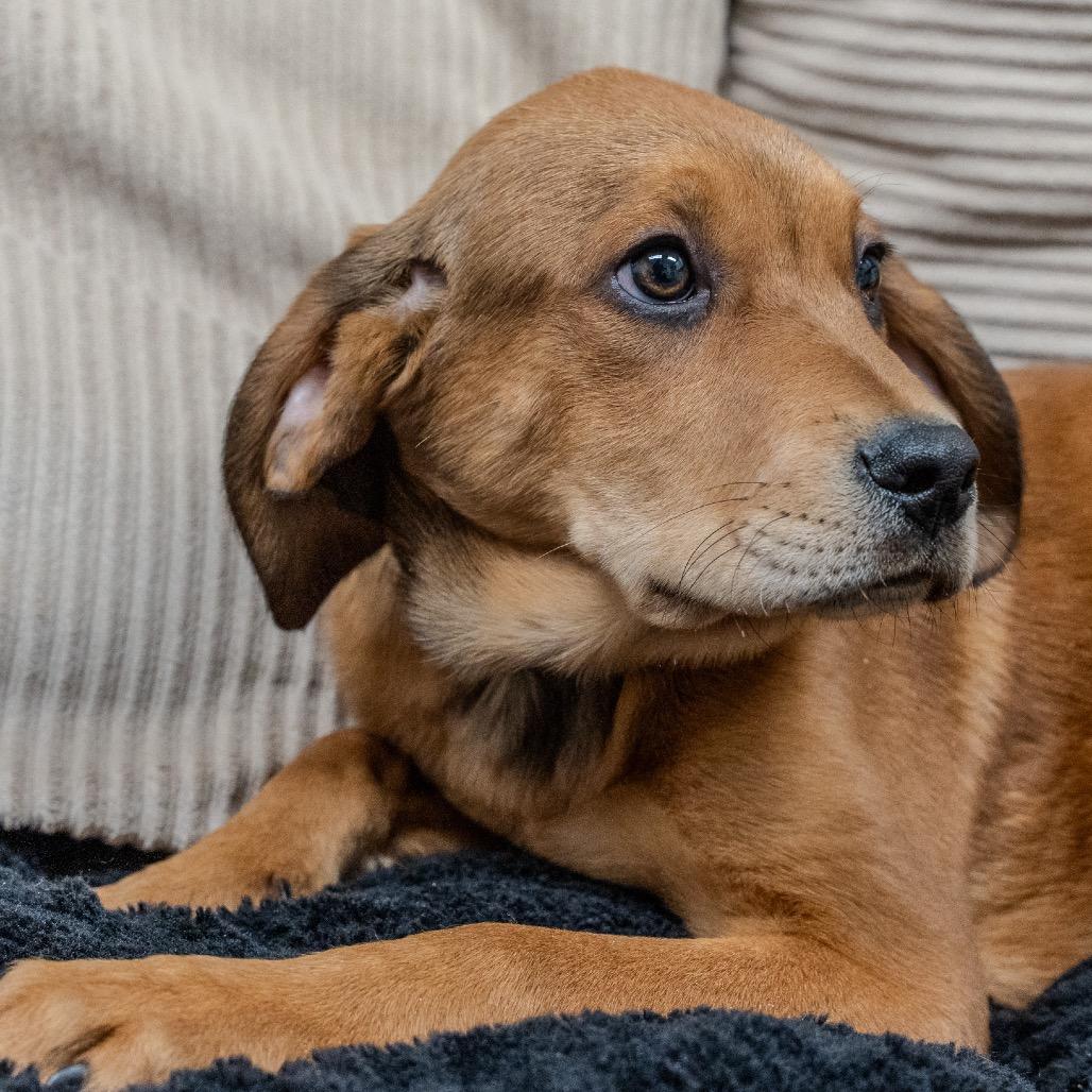 Enlarge Midge, a Adoptable mixed breed in Pawling, NY image 4/6