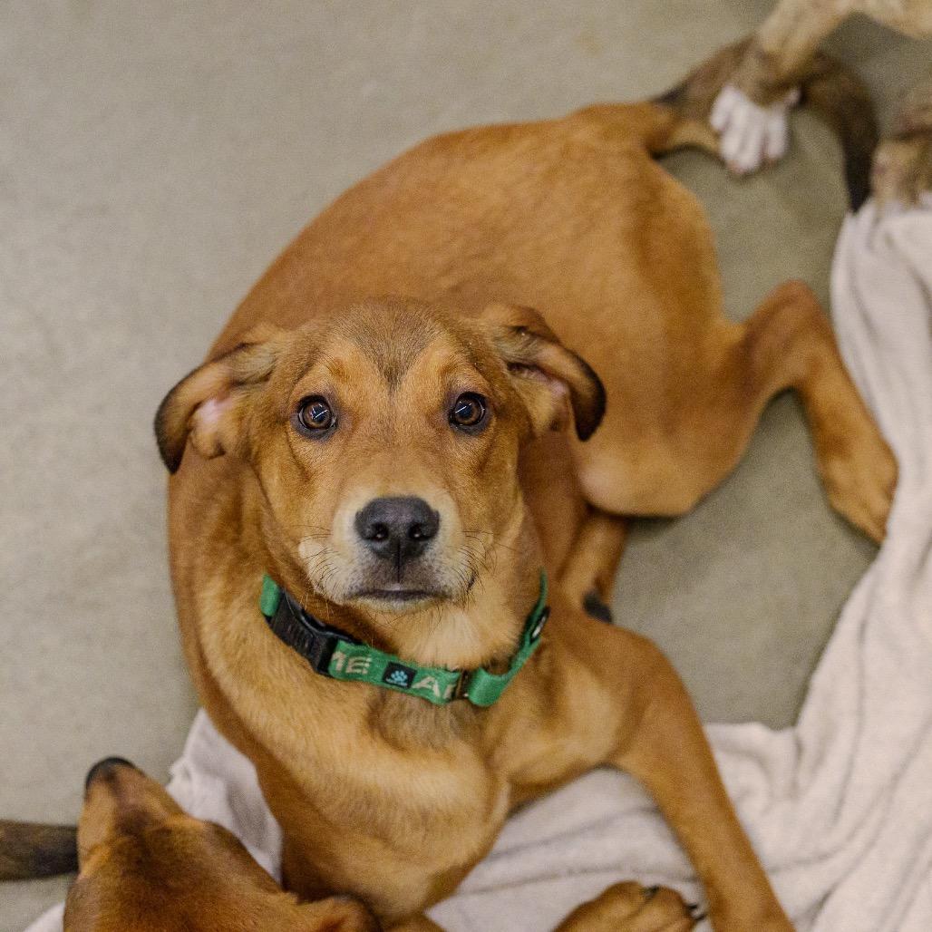 Enlarge Midge, a Adoptable mixed breed in Pawling, NY image 4/4