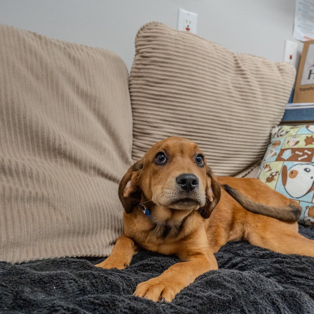 Enlarge Midge, a Adoptable mixed breed in Pawling, NY image 5/6