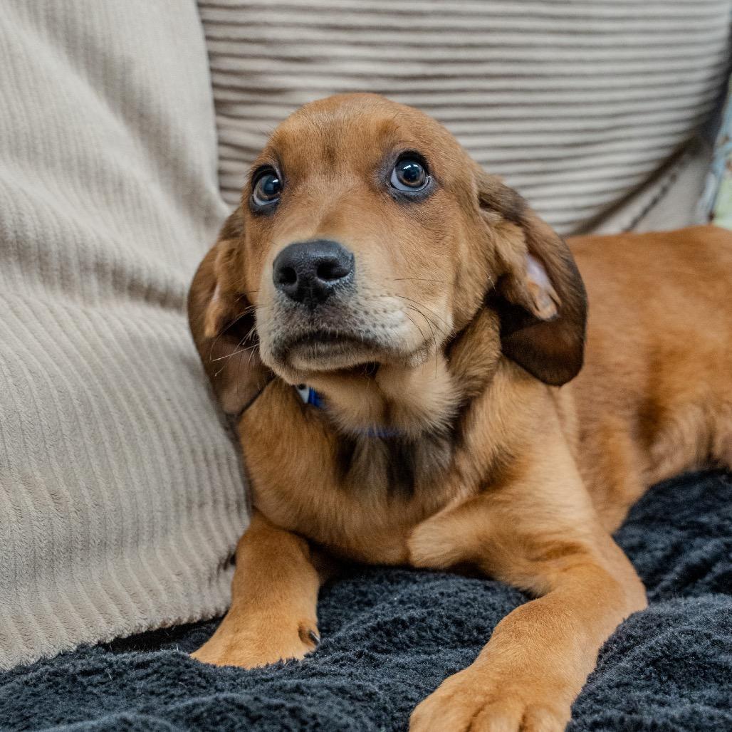 Enlarge Midge, a Adoptable mixed breed in Pawling, NY image 6/6