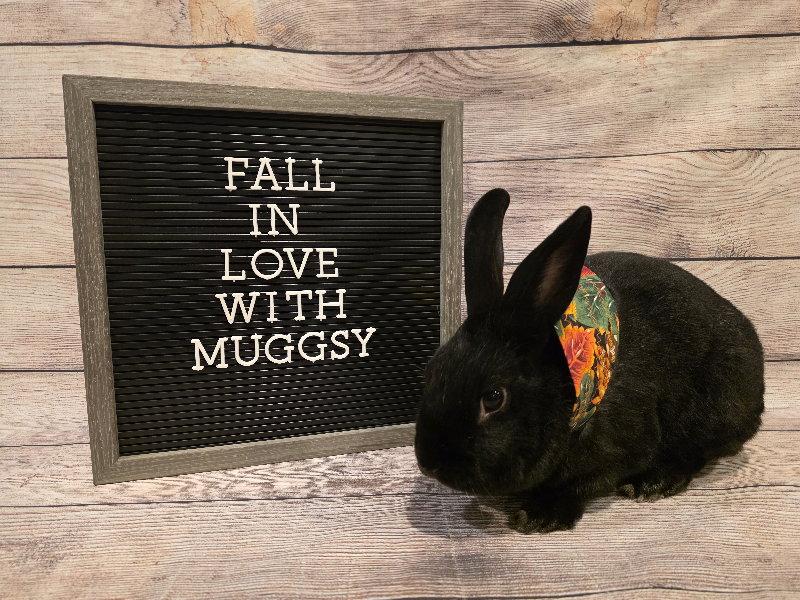 Enlarge Muggsy, a Adoptable New Zealand in Columbus, OH image 2/2