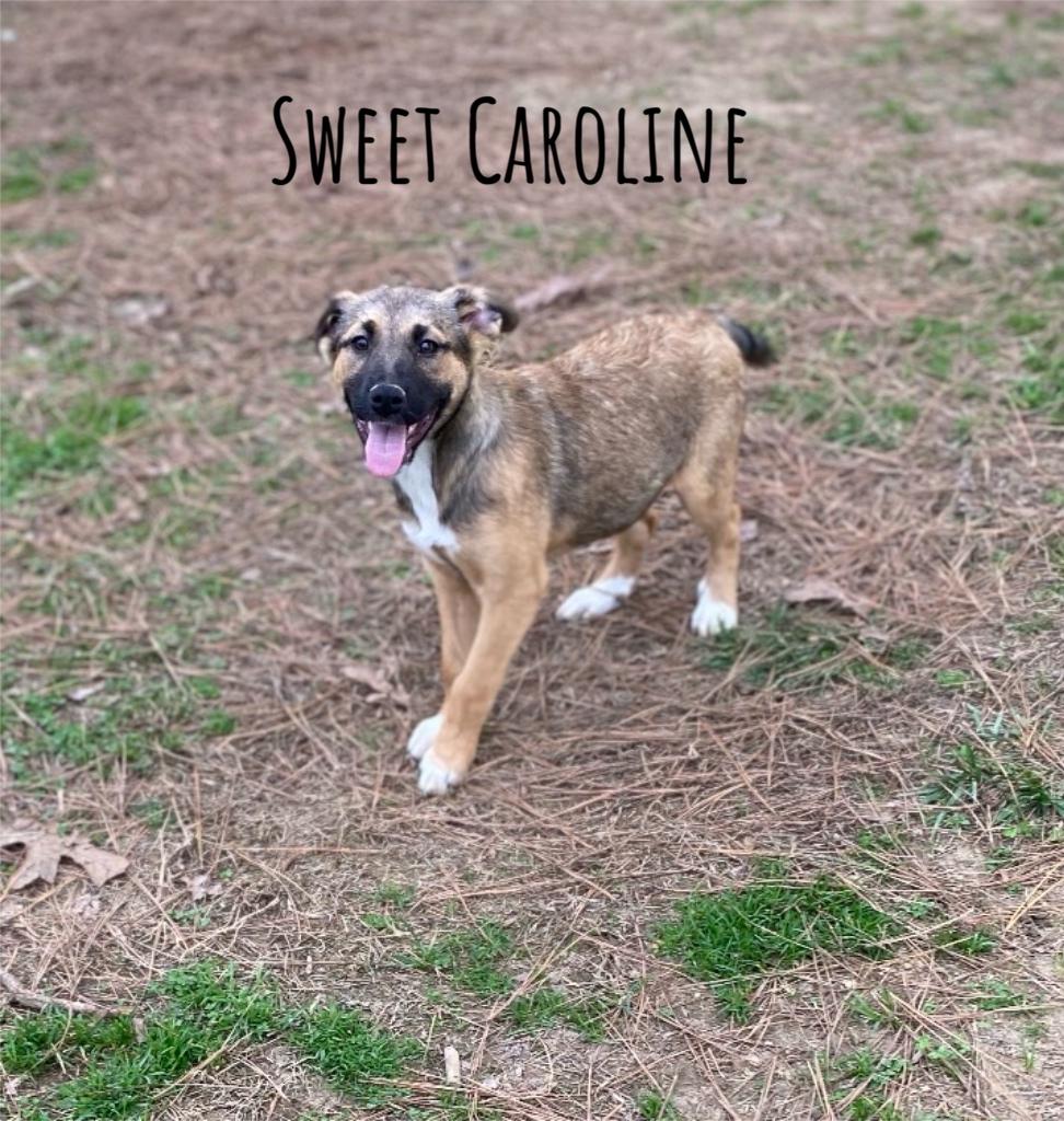 Enlarge Sweet Caroline, an adopted mixed breed in Pembroke, MA image 1/1