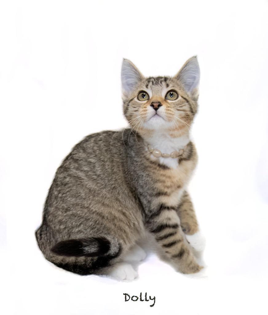 Dolly, Adoptable, Kitten Female Domestic Short Hair.