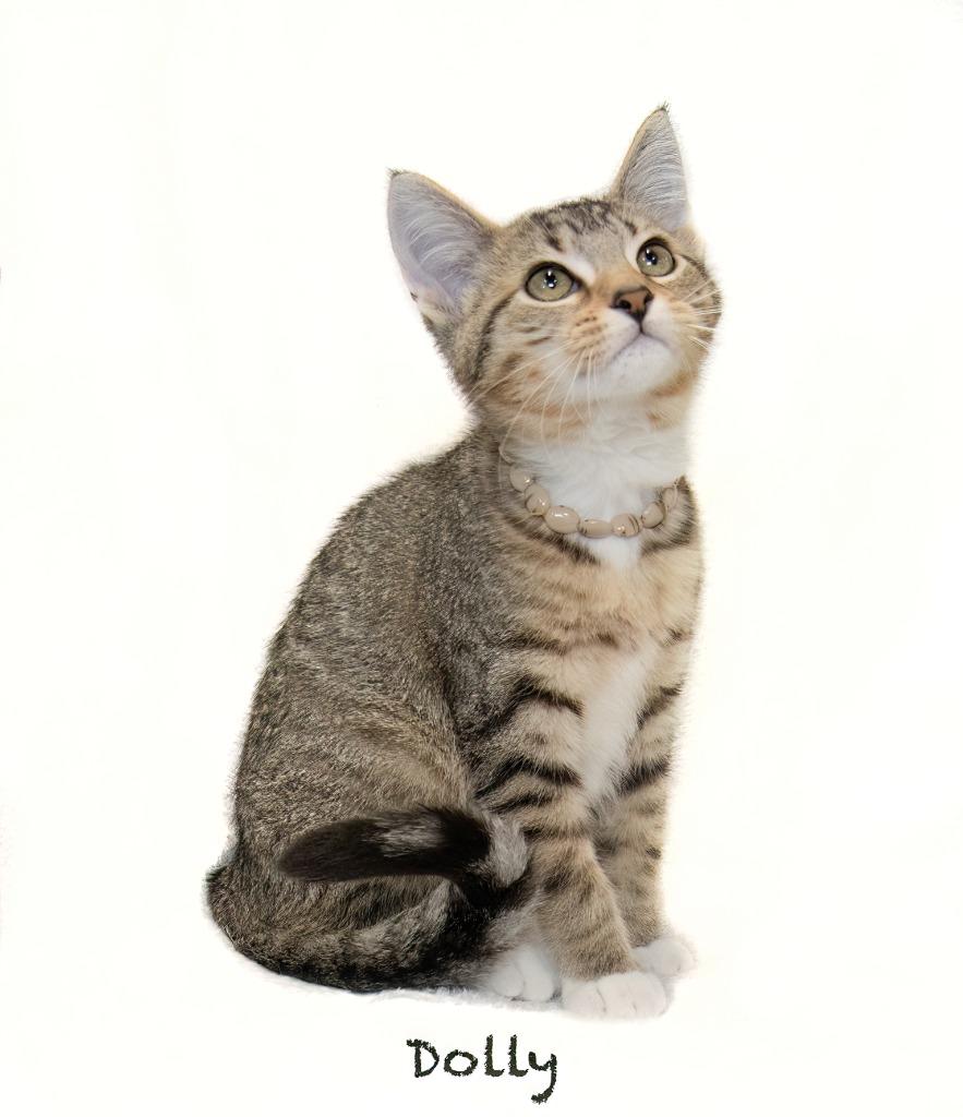 Dolly, a Adoptable mixed breed in Hot Springs Village, AR image 2/2