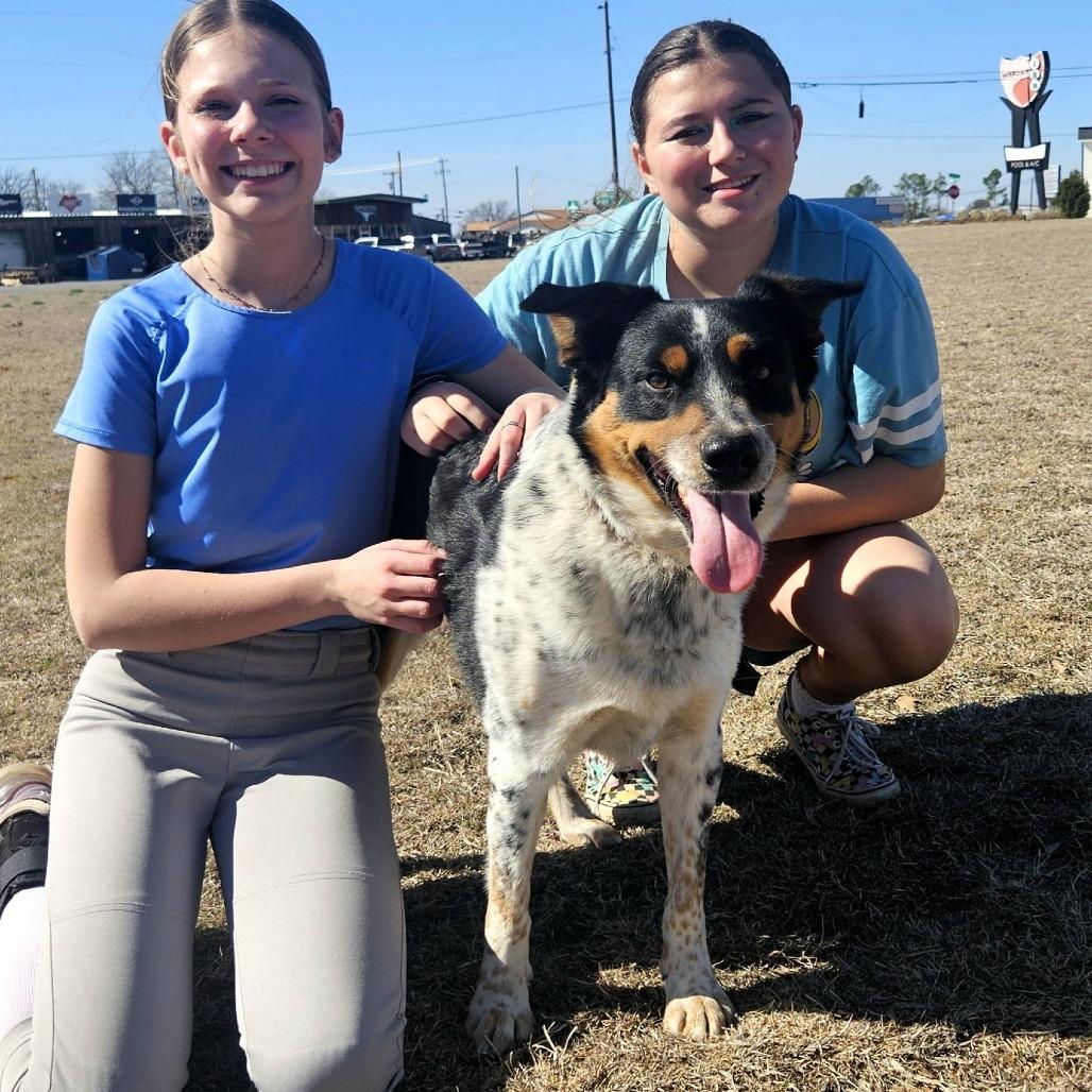 Howlywood Undead, a Adoptable mixed breed in Stephenville, TX image 1/4