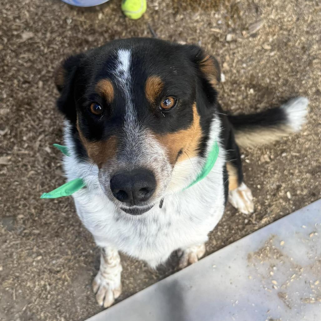 Enlarge Howlywood, a Adoptable mixed breed in Stephenville, TX image 2/6