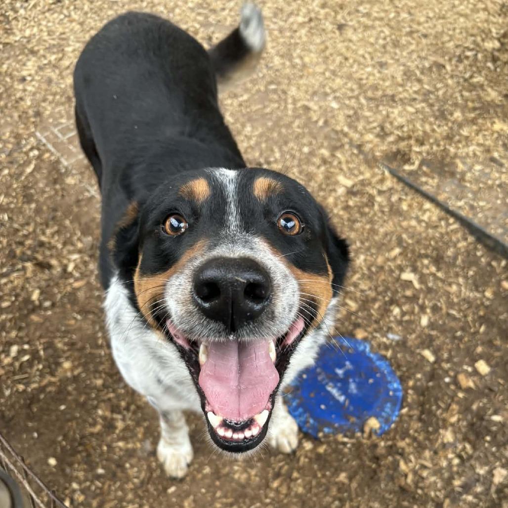 Howlywood Undead thumbnail 2