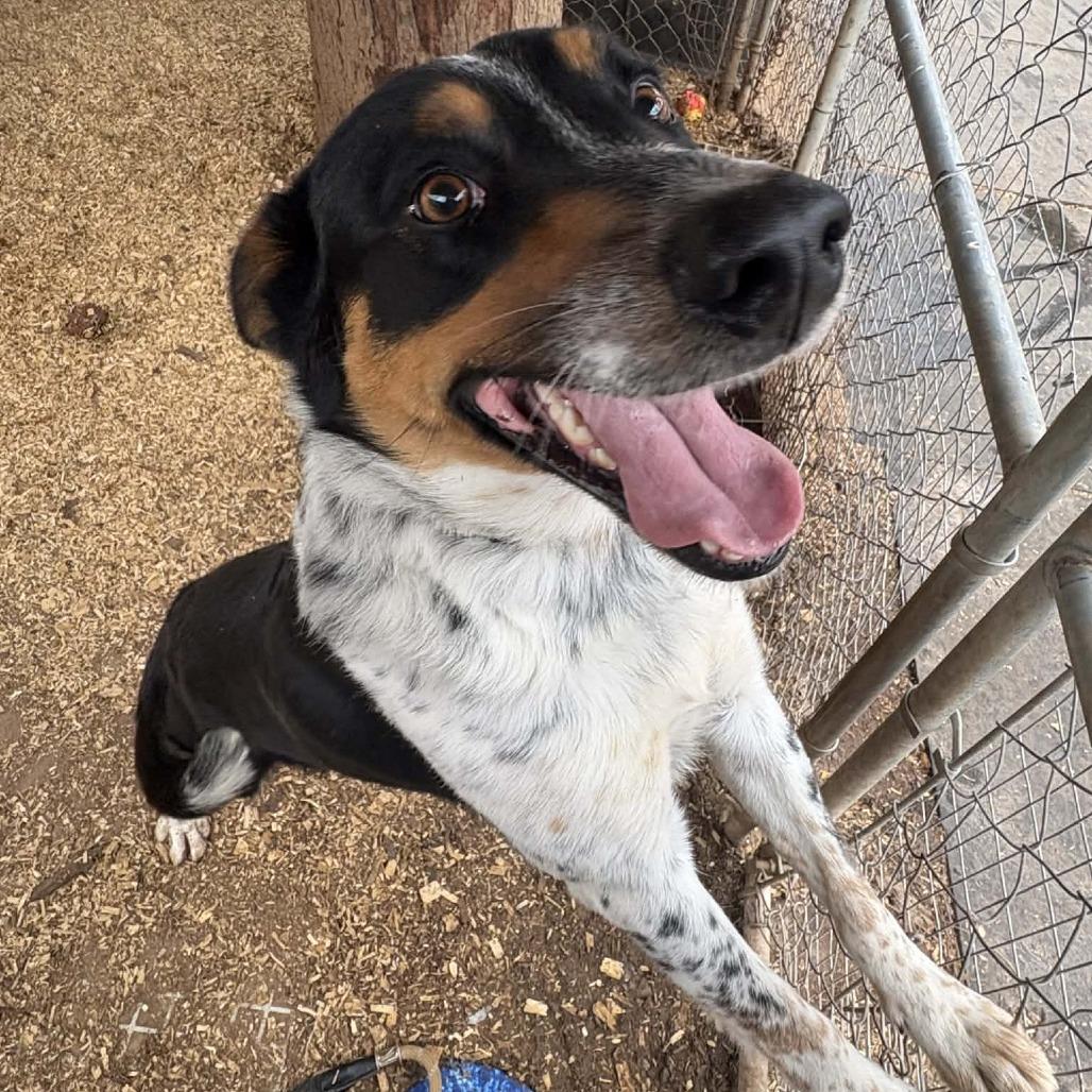 Howlywood Undead thumbnail 3