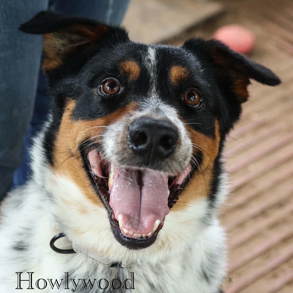 Howlywood, a Adoptable mixed breed in Stephenville, TX image 5/6