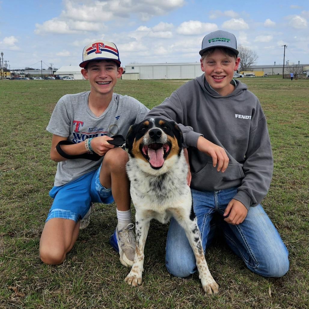 Enlarge Howlywood, a Adoptable mixed breed in Stephenville, TX image 5/6