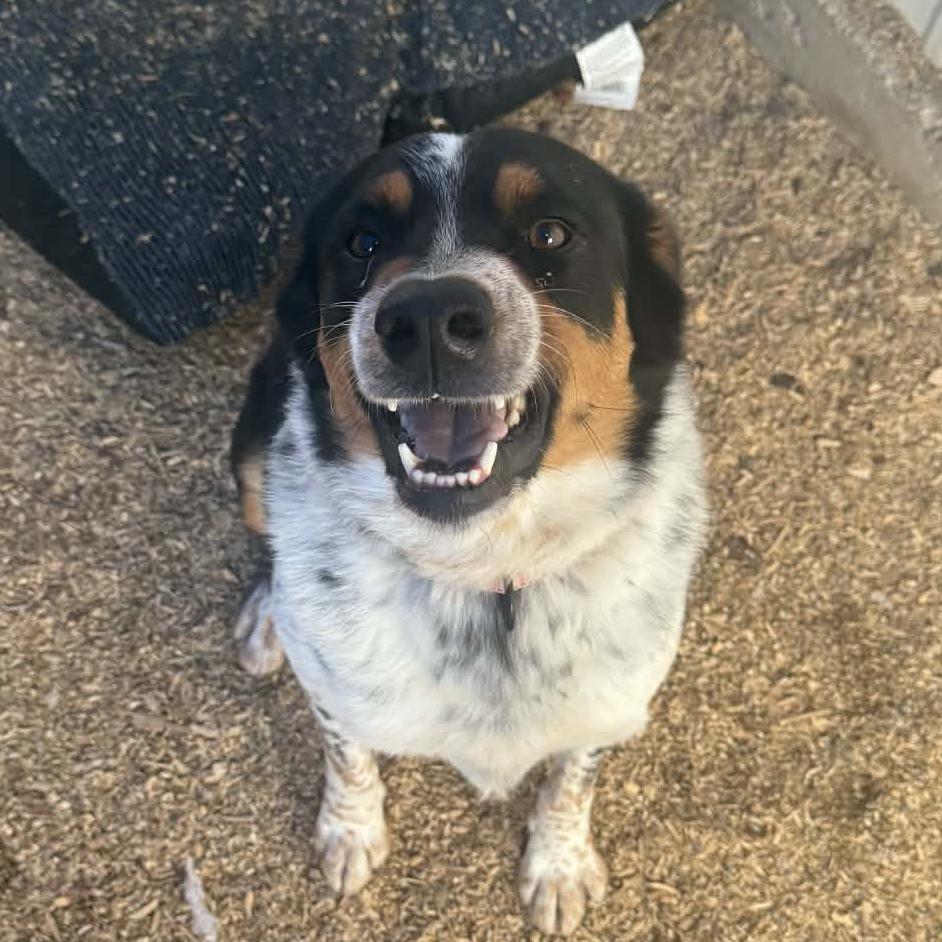 Howlywood Undead, a Adoptable mixed breed in Stephenville, TX image 4/4