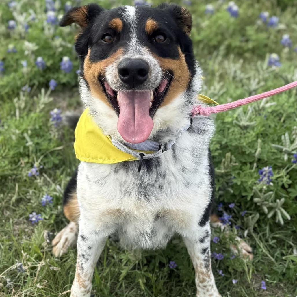 Enlarge Howlywood, a Adoptable mixed breed in Stephenville, TX image 6/6