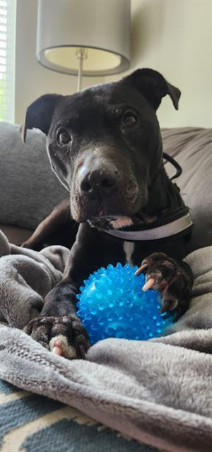 NINA, Adoptable, Adult Female Pit Bull Terrier.