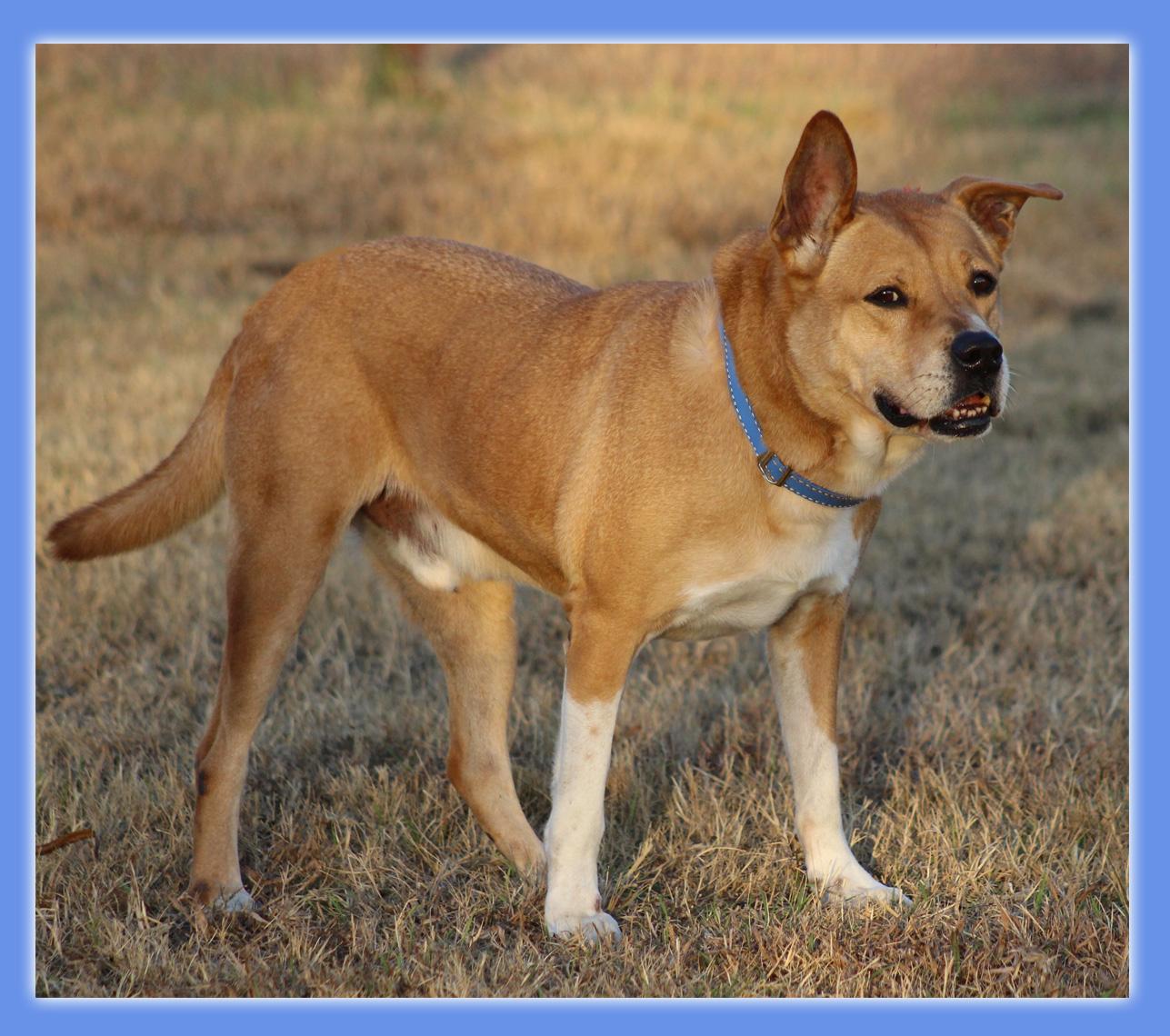 Zeke, a Adoptable mixed breed in Hillsboro, TX image 1/3