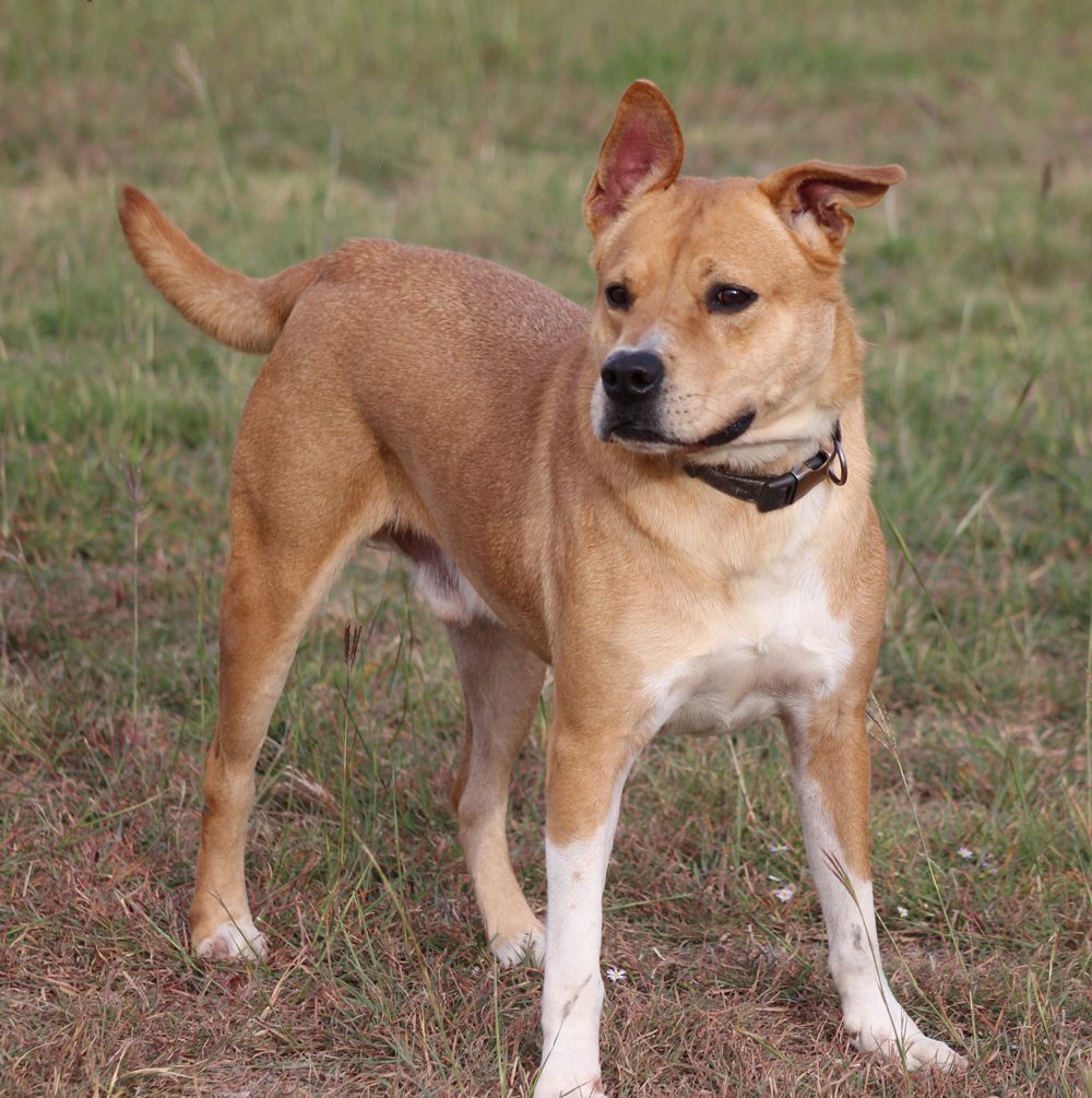 Zeke, a Adoptable mixed breed in Hillsboro, TX image 3/3