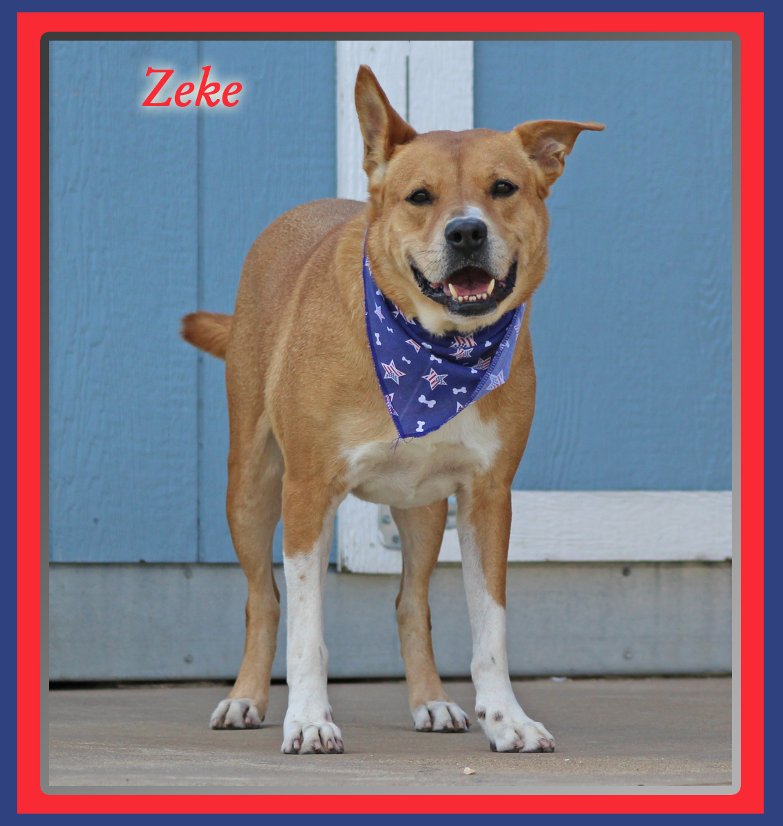 Zeke, a Adoptable mixed breed in Hillsboro, TX image 2/3