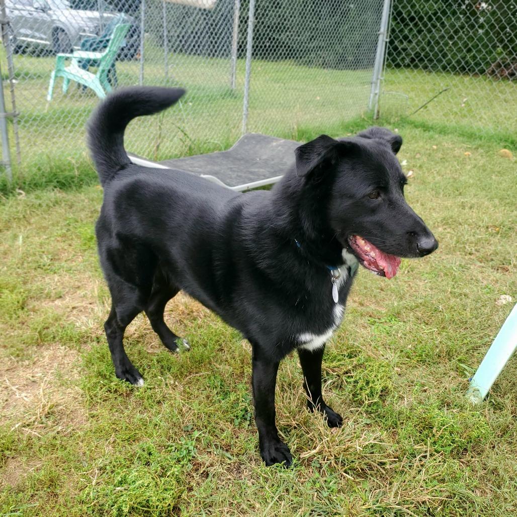 Groot, Adoptable, Adult Male Mixed Breed.