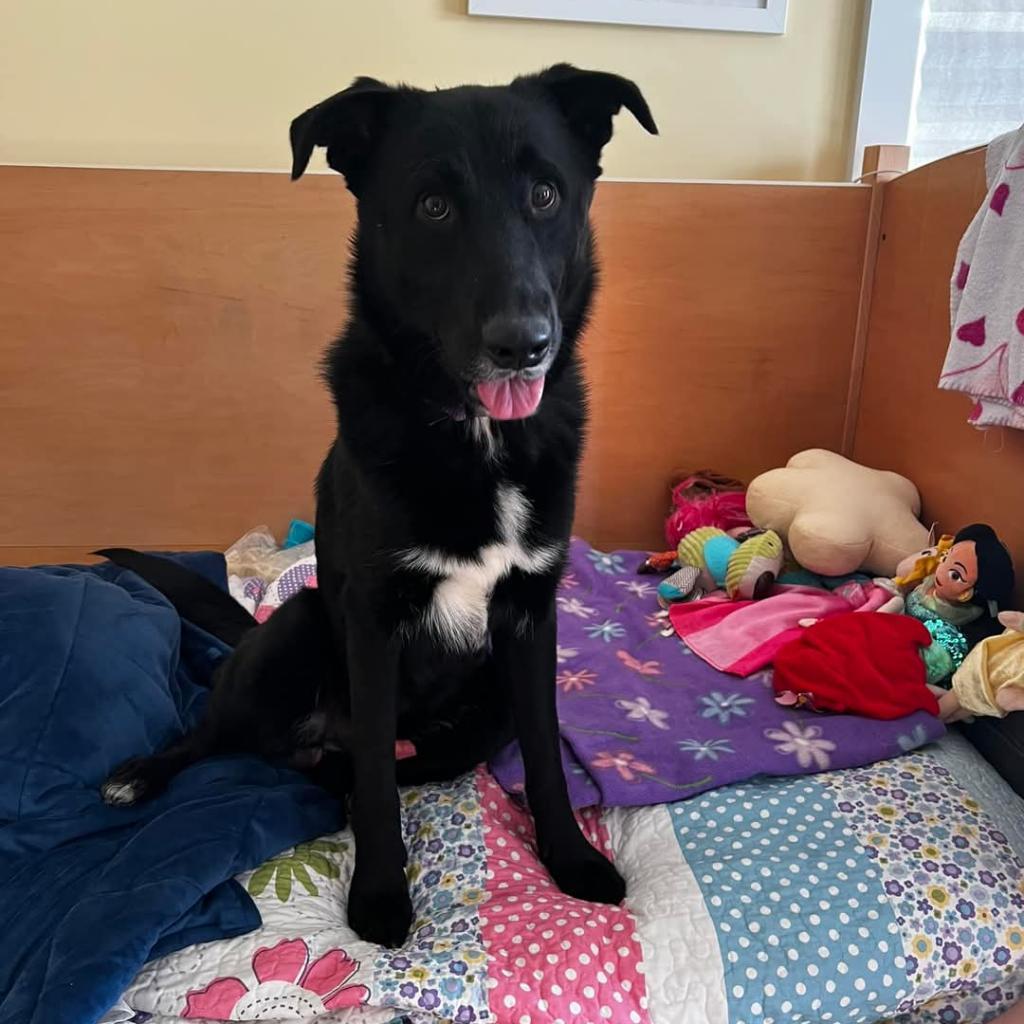 Enlarge Groot, a Adoptable Mixed Breed in Fredericksburg, VA image 2/6