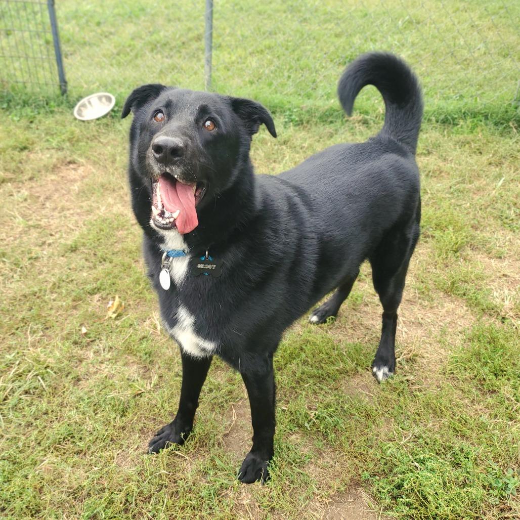 Enlarge Groot, a Adoptable Mixed Breed in Fredericksburg, VA image 3/6
