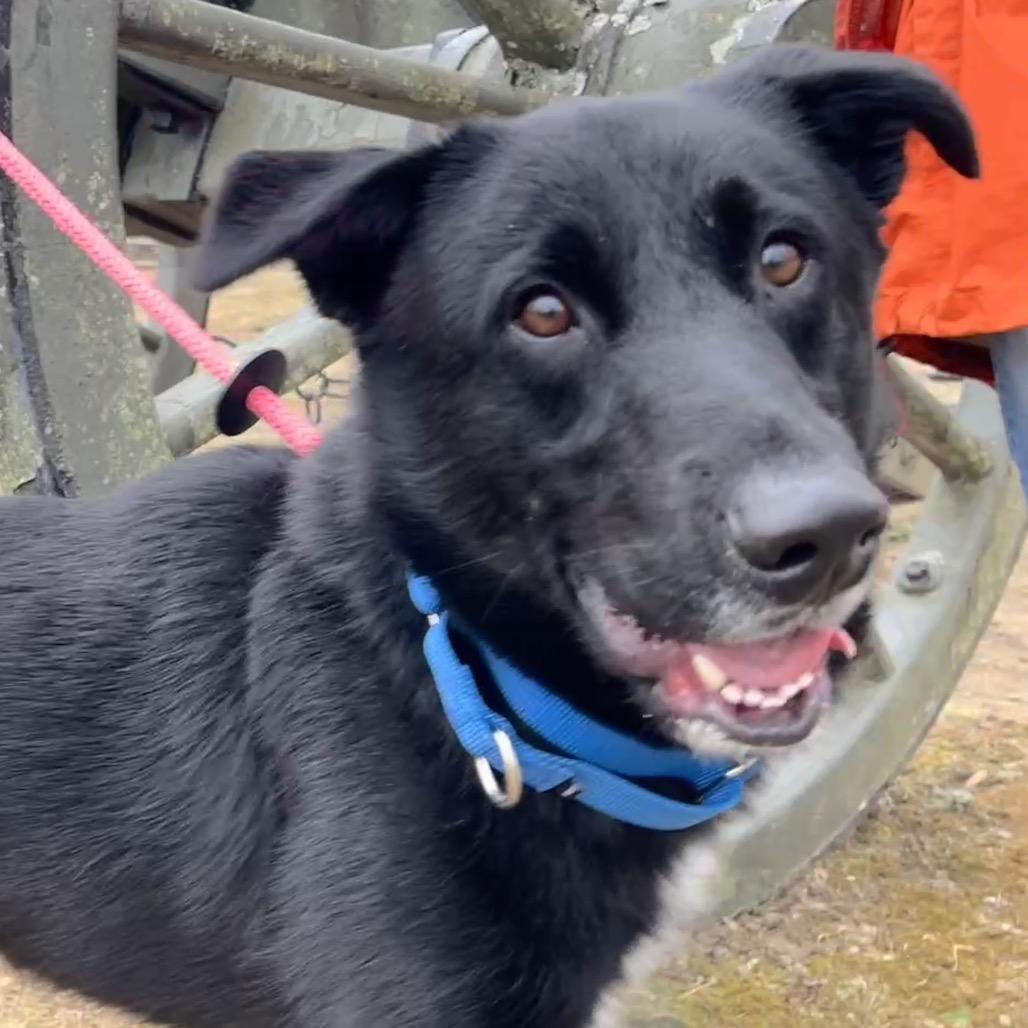 Enlarge Groot, a Adoptable Mixed Breed in Fredericksburg, VA image 4/6