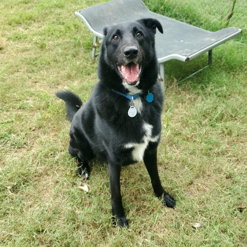 Enlarge Groot, a Adoptable Mixed Breed in Fredericksburg, VA image 5/6