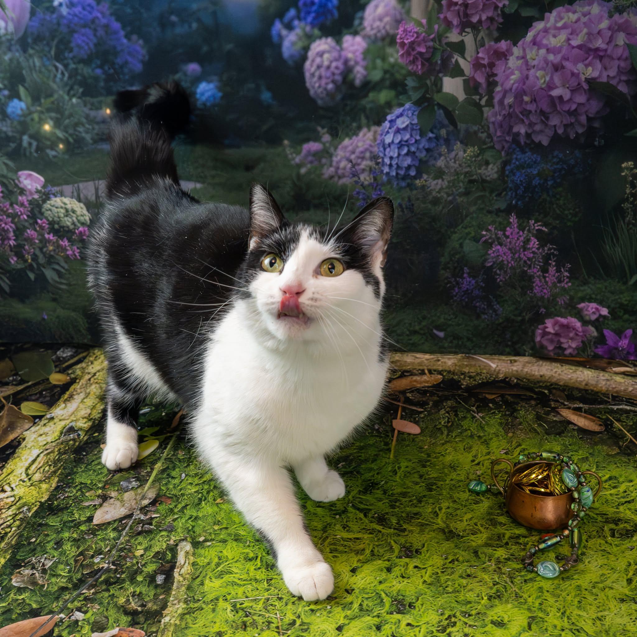 Enlarge Felix, a ADOPTABLE Domestic Short Hair in Lapeer, MI image 1/6