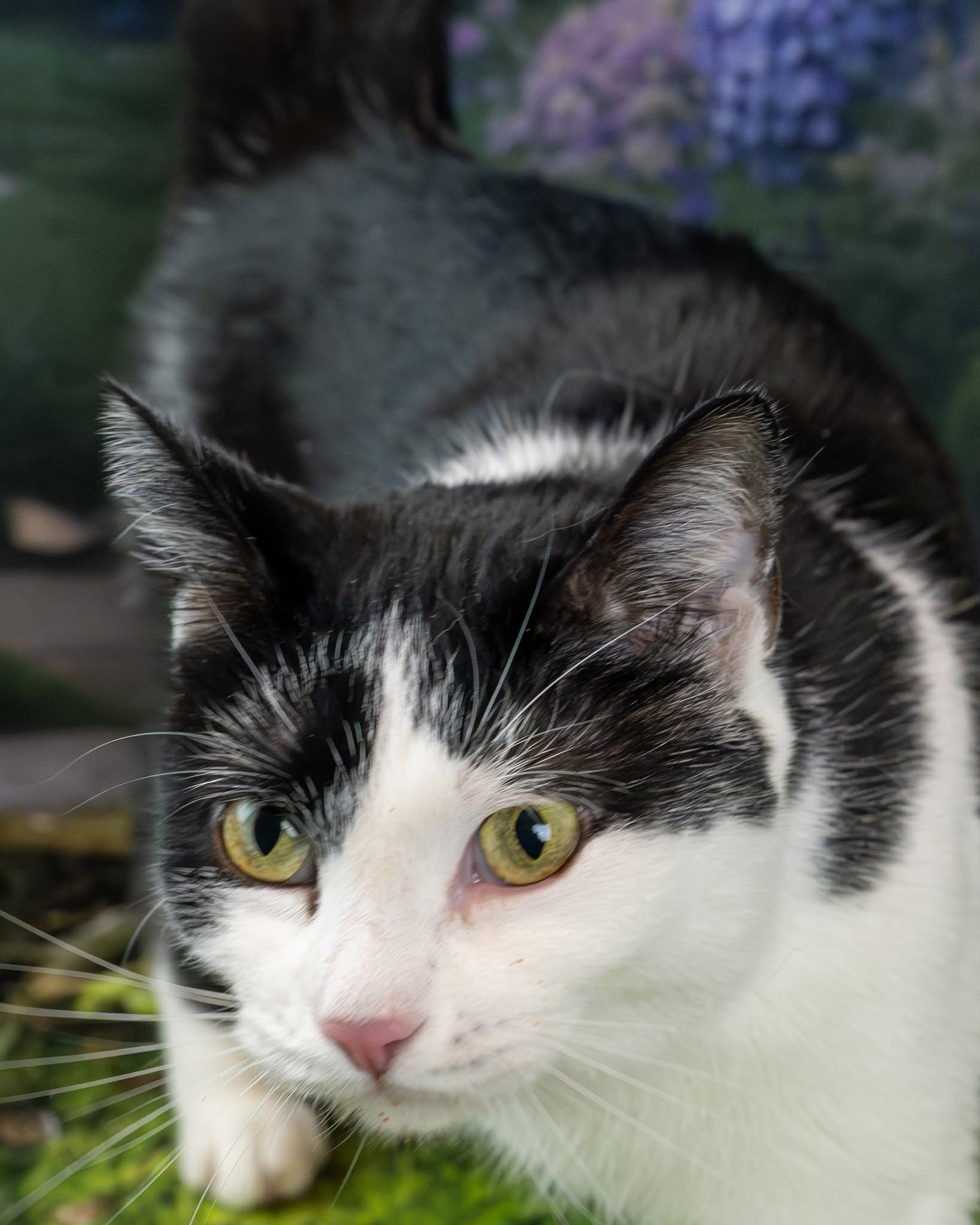 Enlarge Felix, a ADOPTABLE Domestic Short Hair in Lapeer, MI image 5/6