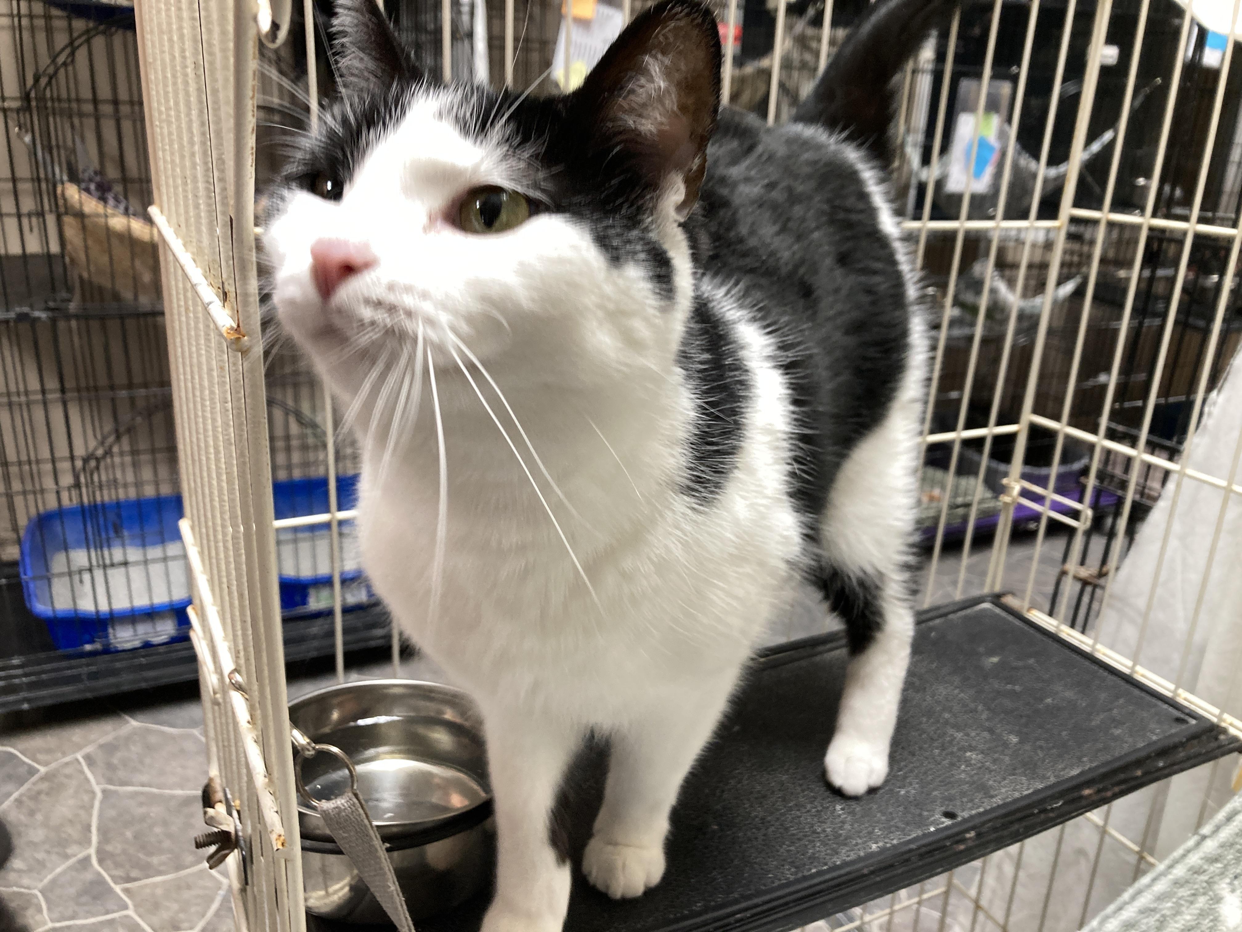 Enlarge Felix, a ADOPTABLE Domestic Short Hair in Lapeer, MI image 2/6