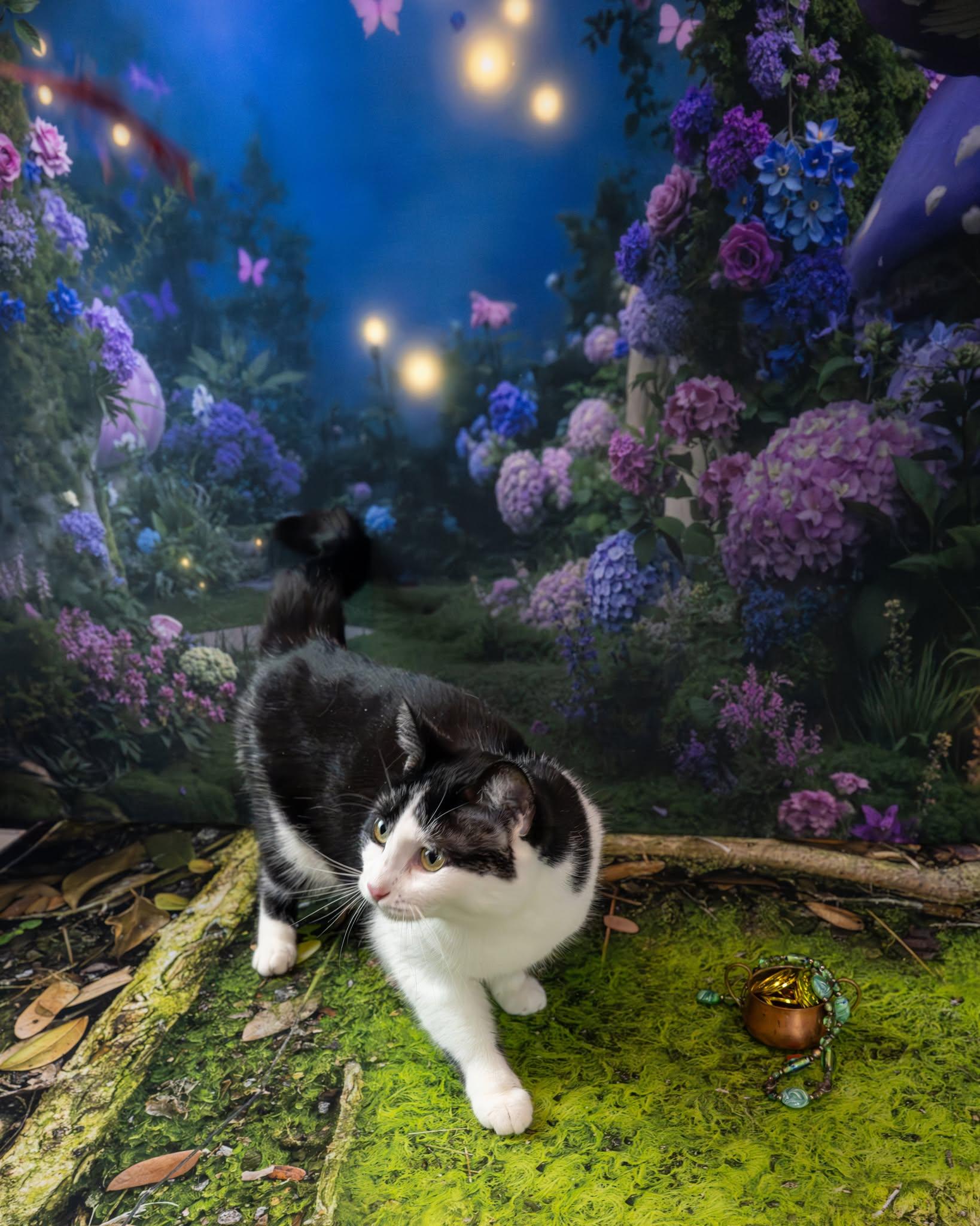 Enlarge Felix, a ADOPTABLE Domestic Short Hair in Lapeer, MI image 4/6