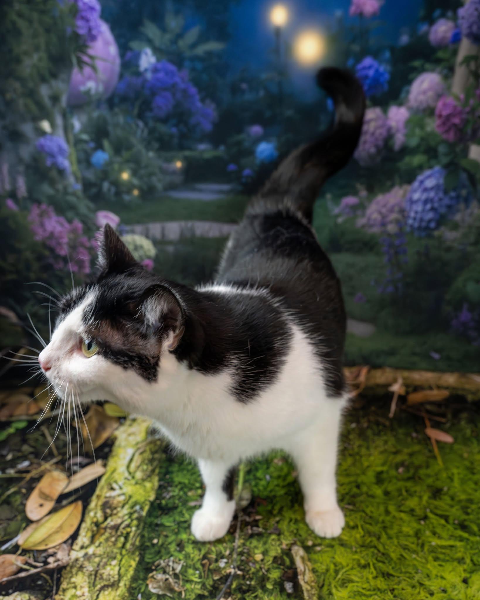 Enlarge Felix, a ADOPTABLE Domestic Short Hair in Lapeer, MI image 3/6