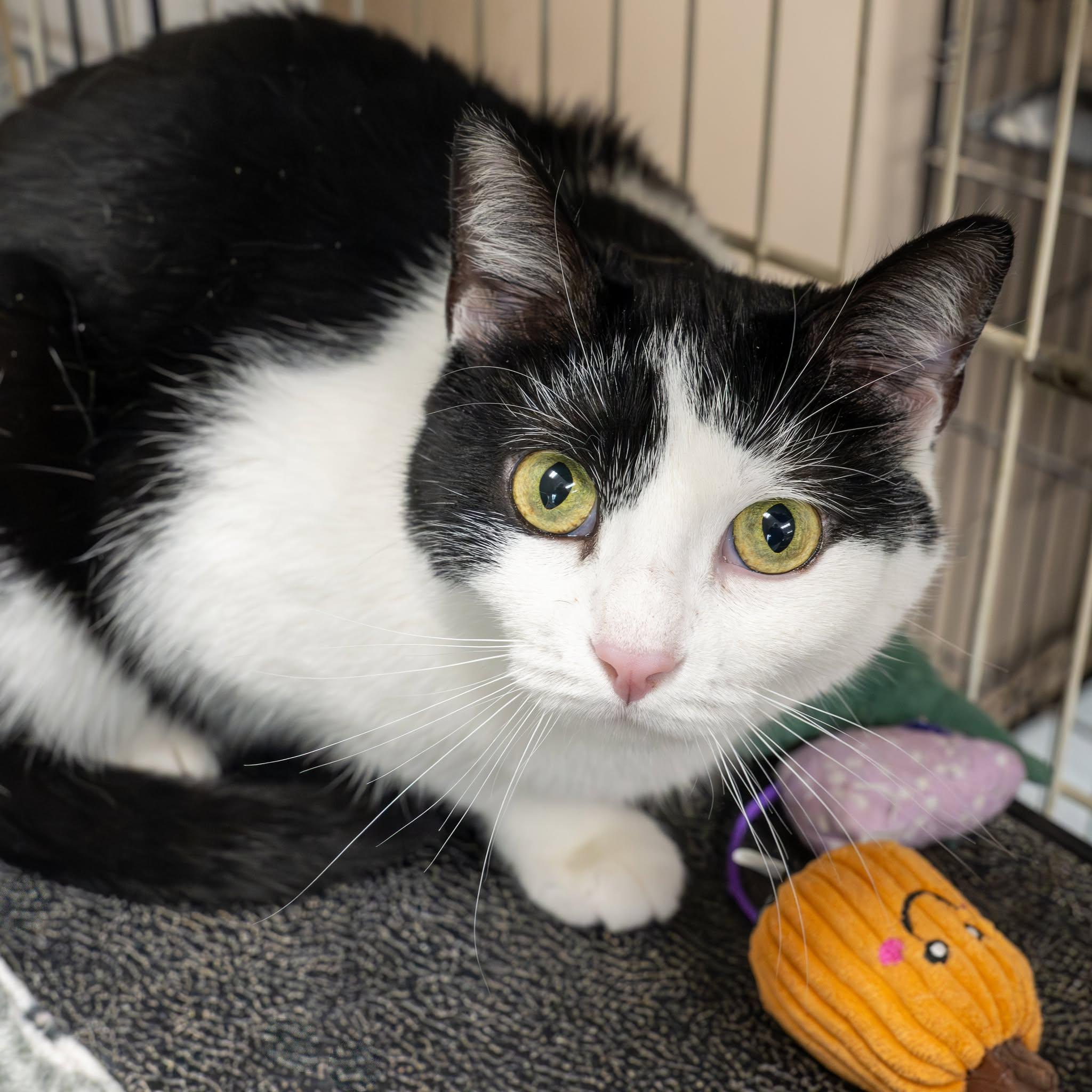 Enlarge Felix, a ADOPTABLE Domestic Short Hair in Lapeer, MI image 6/6