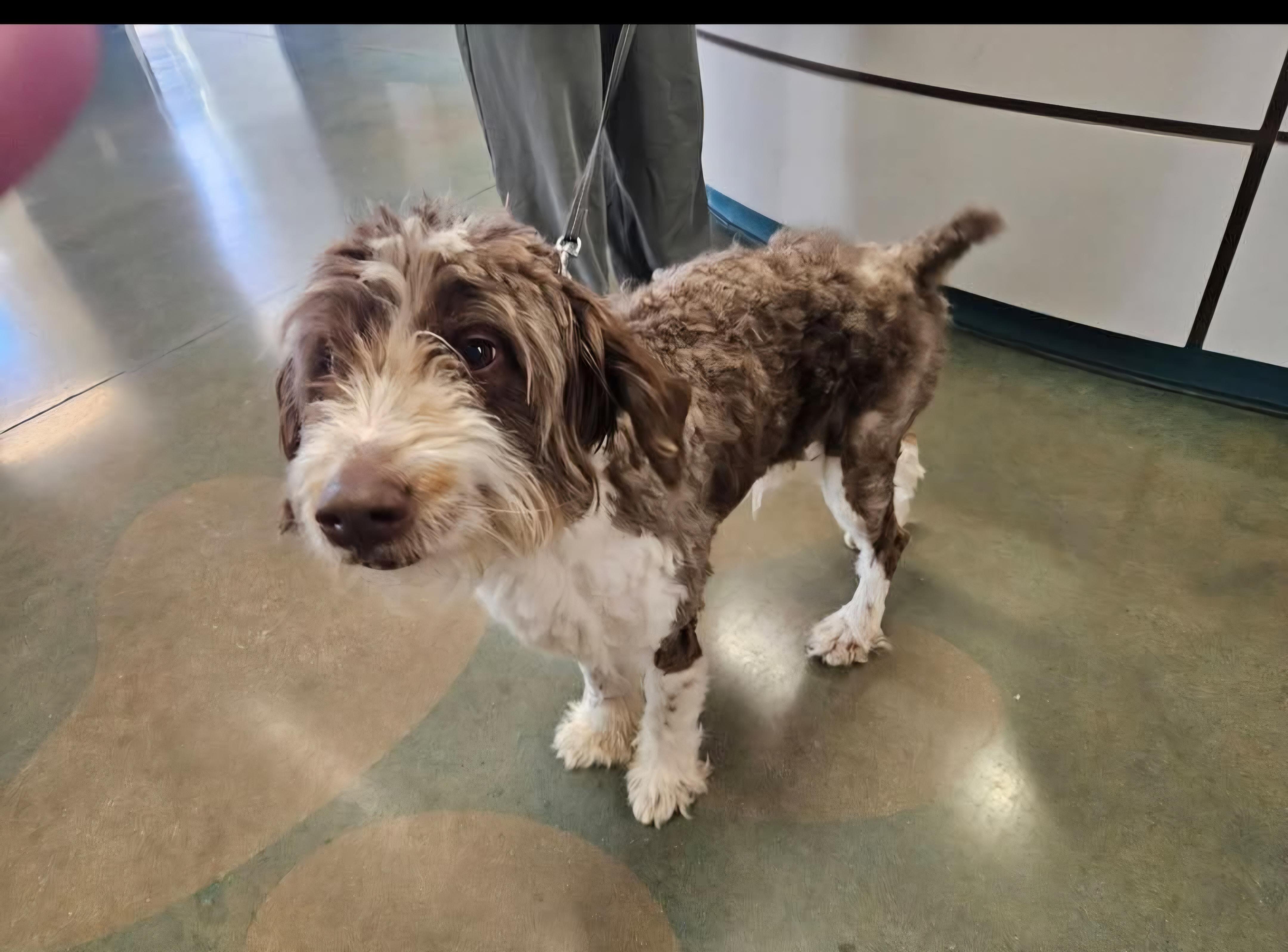 Nash, an adopted Aussiedoodle in Colleyville, TX image 6/6