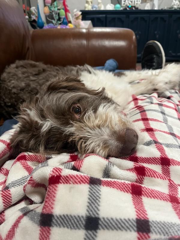 Nash, an adopted Aussiedoodle in Colleyville, TX image 3/6