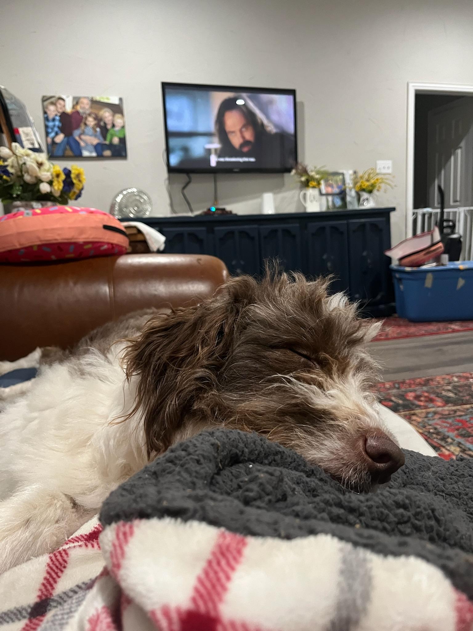 Nash, an adopted Aussiedoodle in Colleyville, TX image 2/6