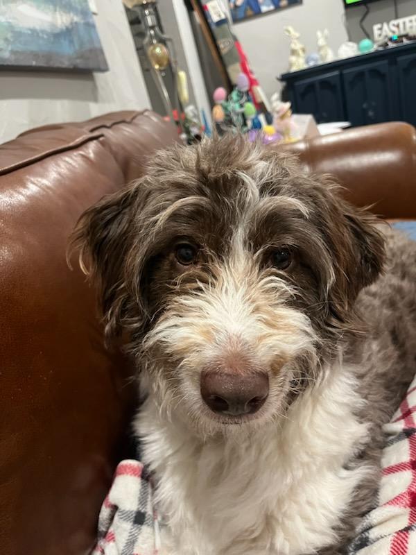 Nash, an adopted Aussiedoodle in Colleyville, TX image 4/6